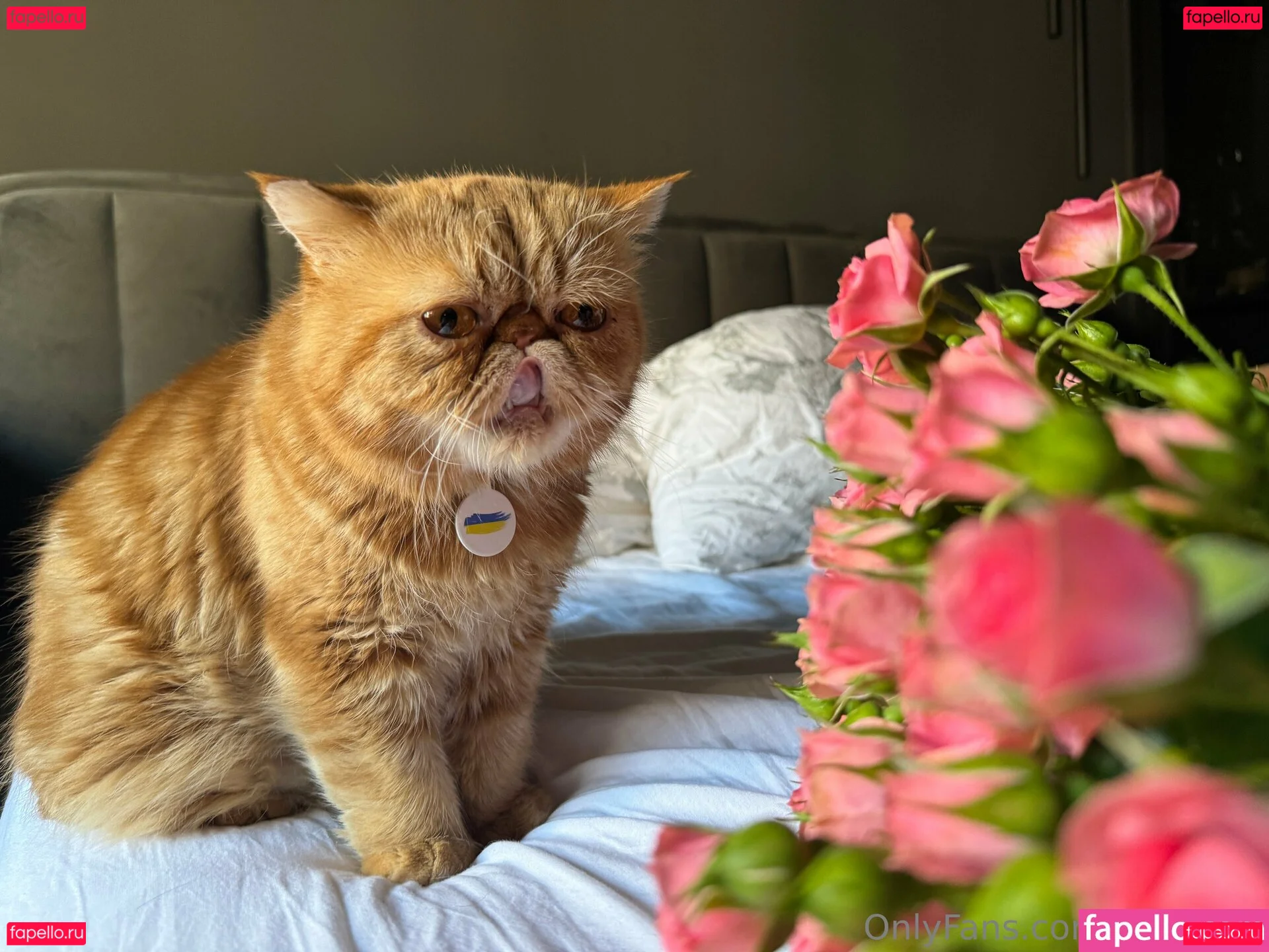 lil_mayaa Onlyfans Photo Gallery 