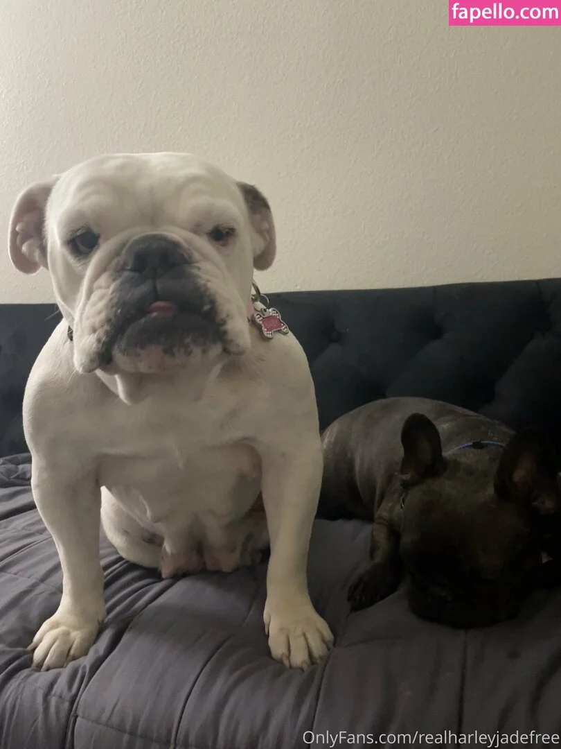 realharleyjadefree Onlyfans Photo Gallery 