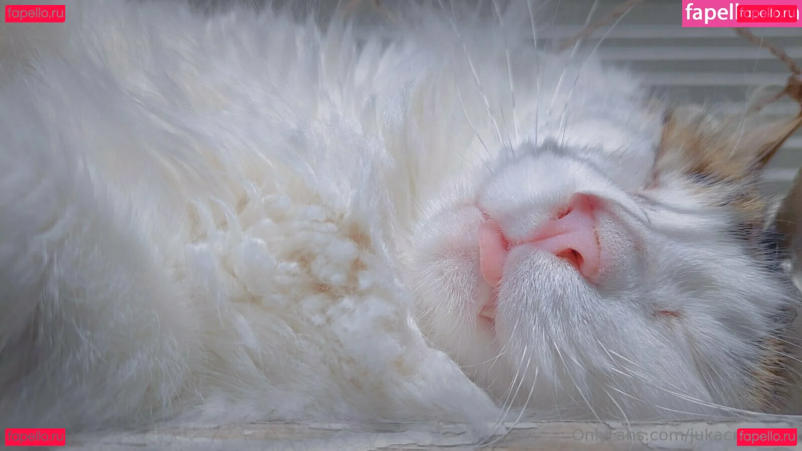 jukacrasoves Onlyfans Photo Gallery 