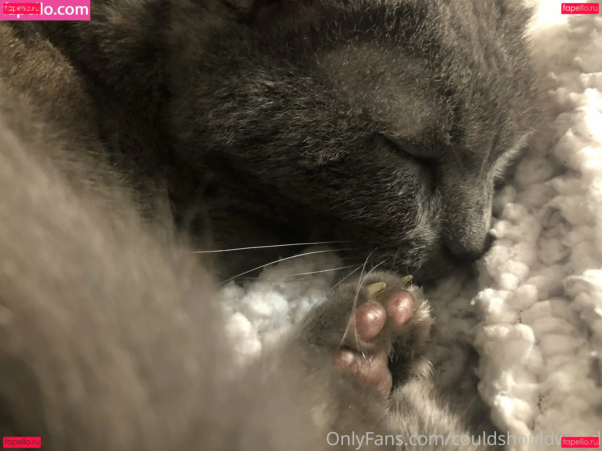 couldshouldwood Onlyfans Photo Gallery 