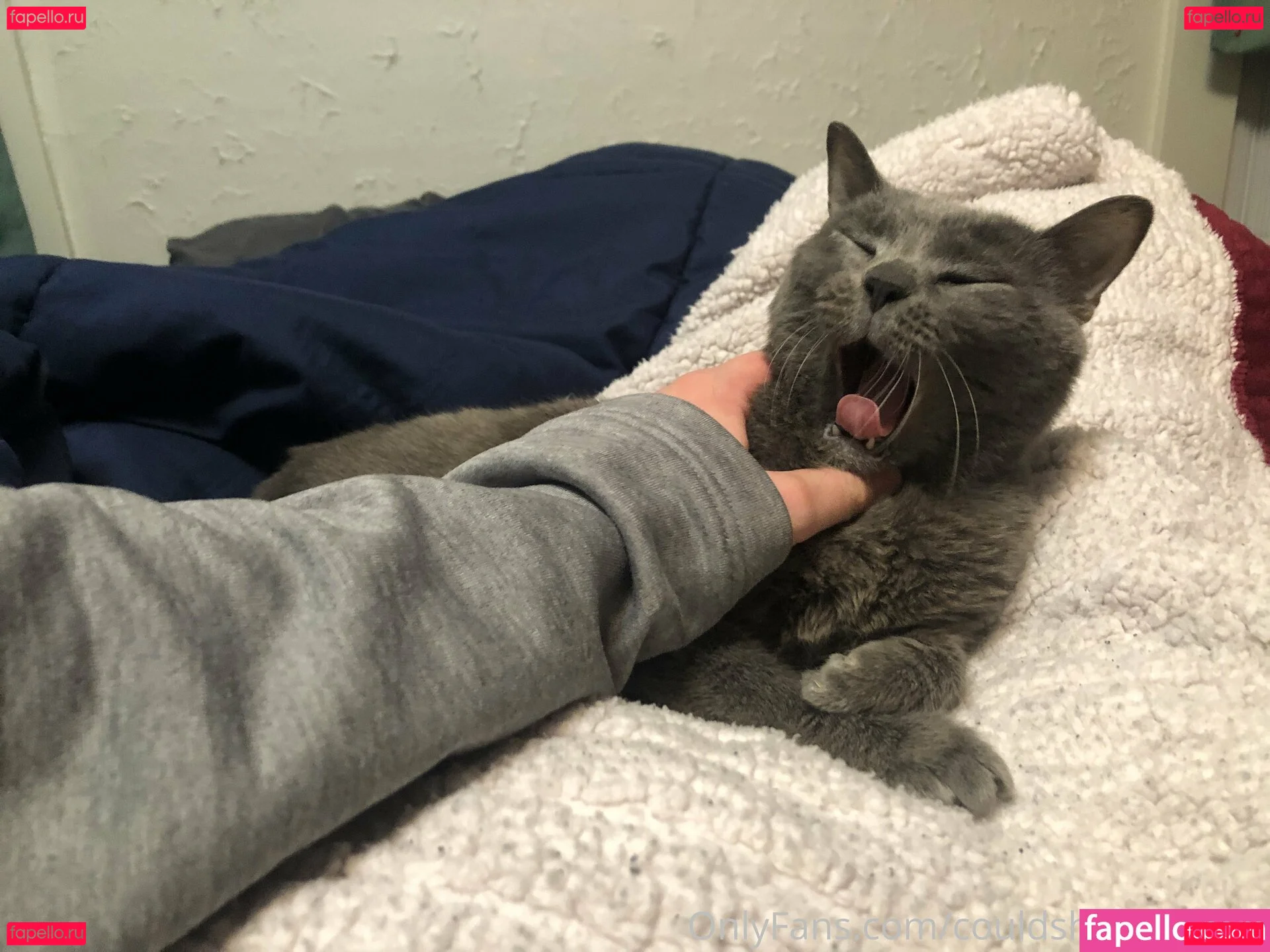 couldshouldwood Onlyfans Photo Gallery 