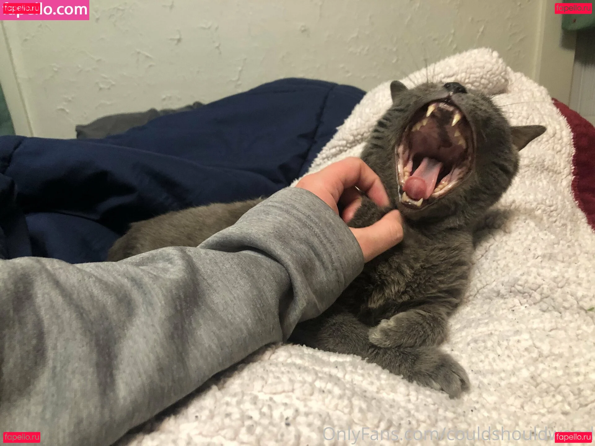 couldshouldwood Onlyfans Photo Gallery 