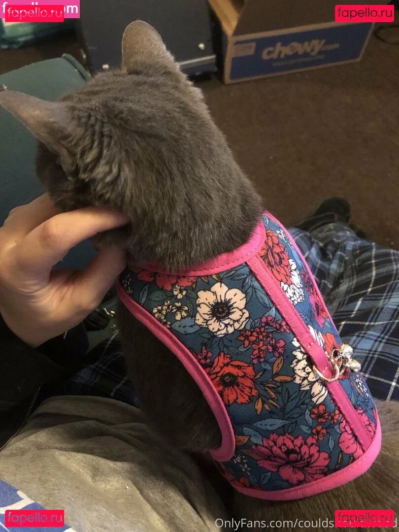 couldshouldwood Onlyfans Photo Gallery 