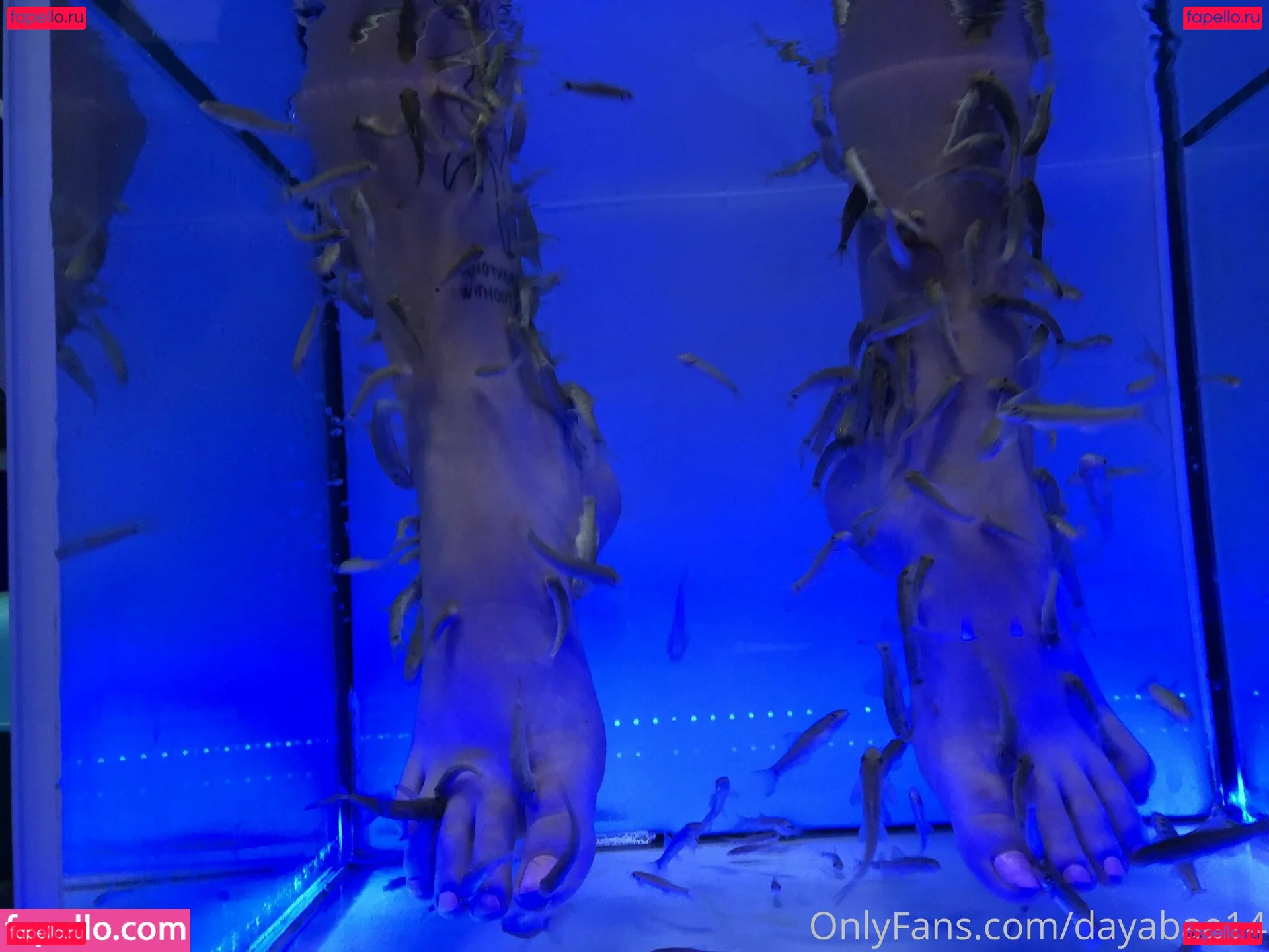 dayabae14 Onlyfans Photo Gallery 