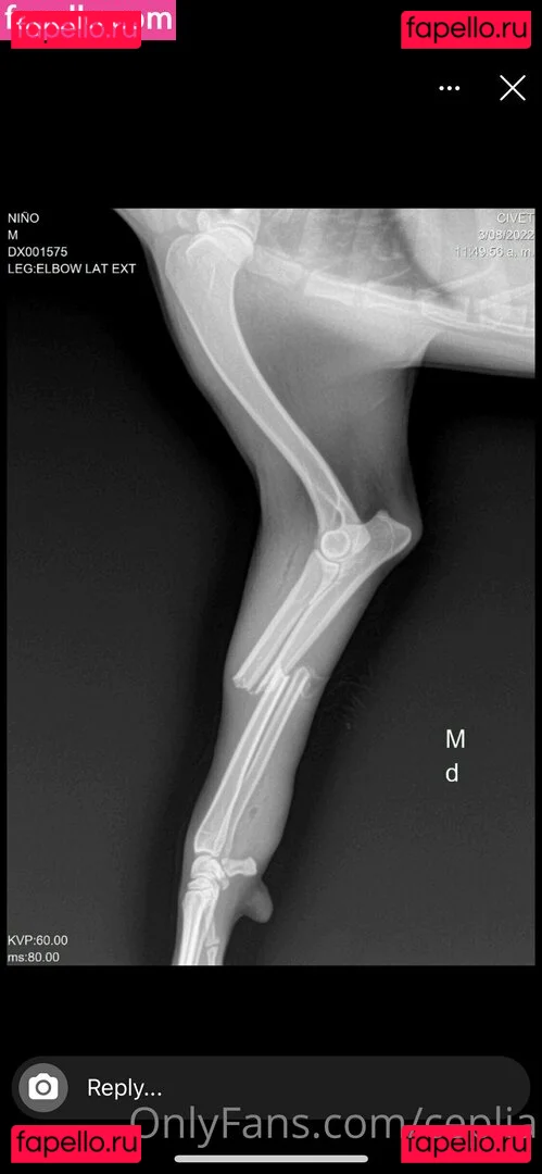 ceplia Onlyfans Photo Gallery 