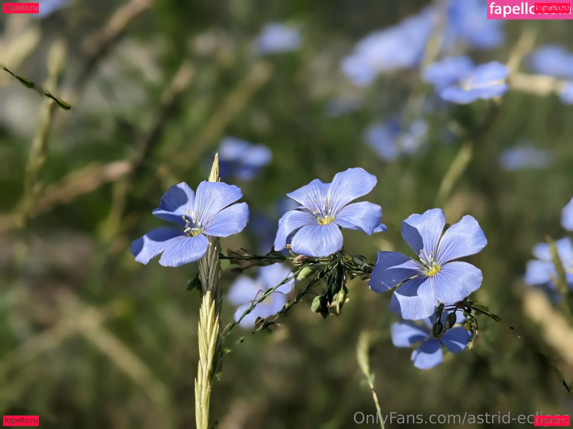 astrid-eclipse Onlyfans Photo Gallery 