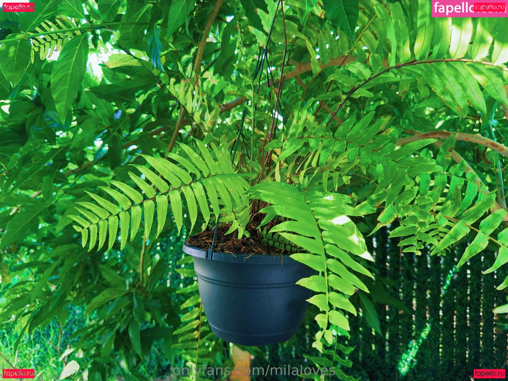 milaloves Onlyfans Photo Gallery 