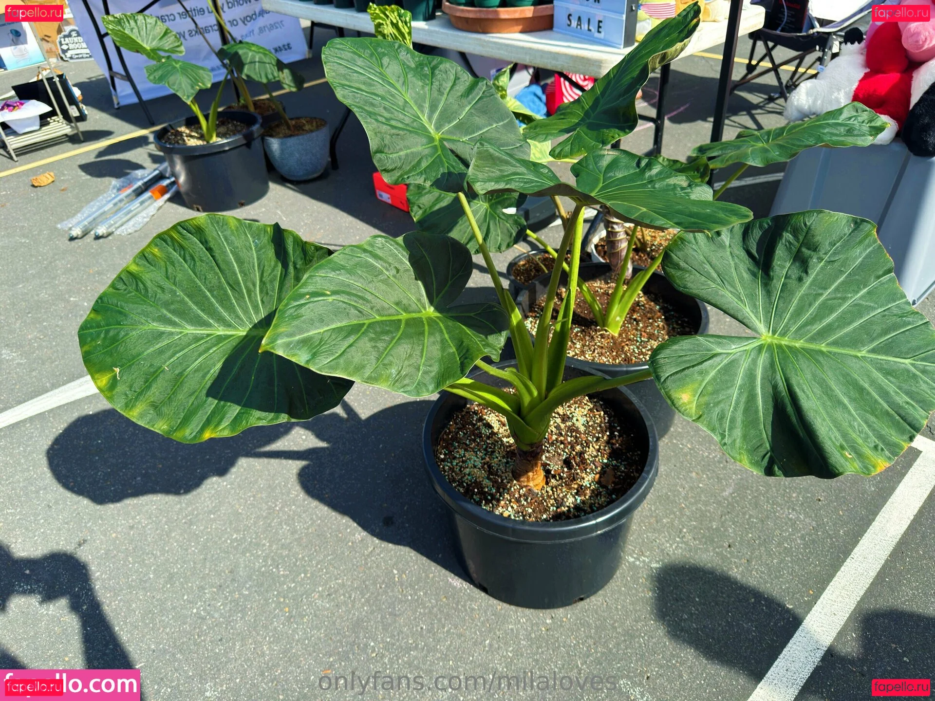 milaloves Onlyfans Photo Gallery 