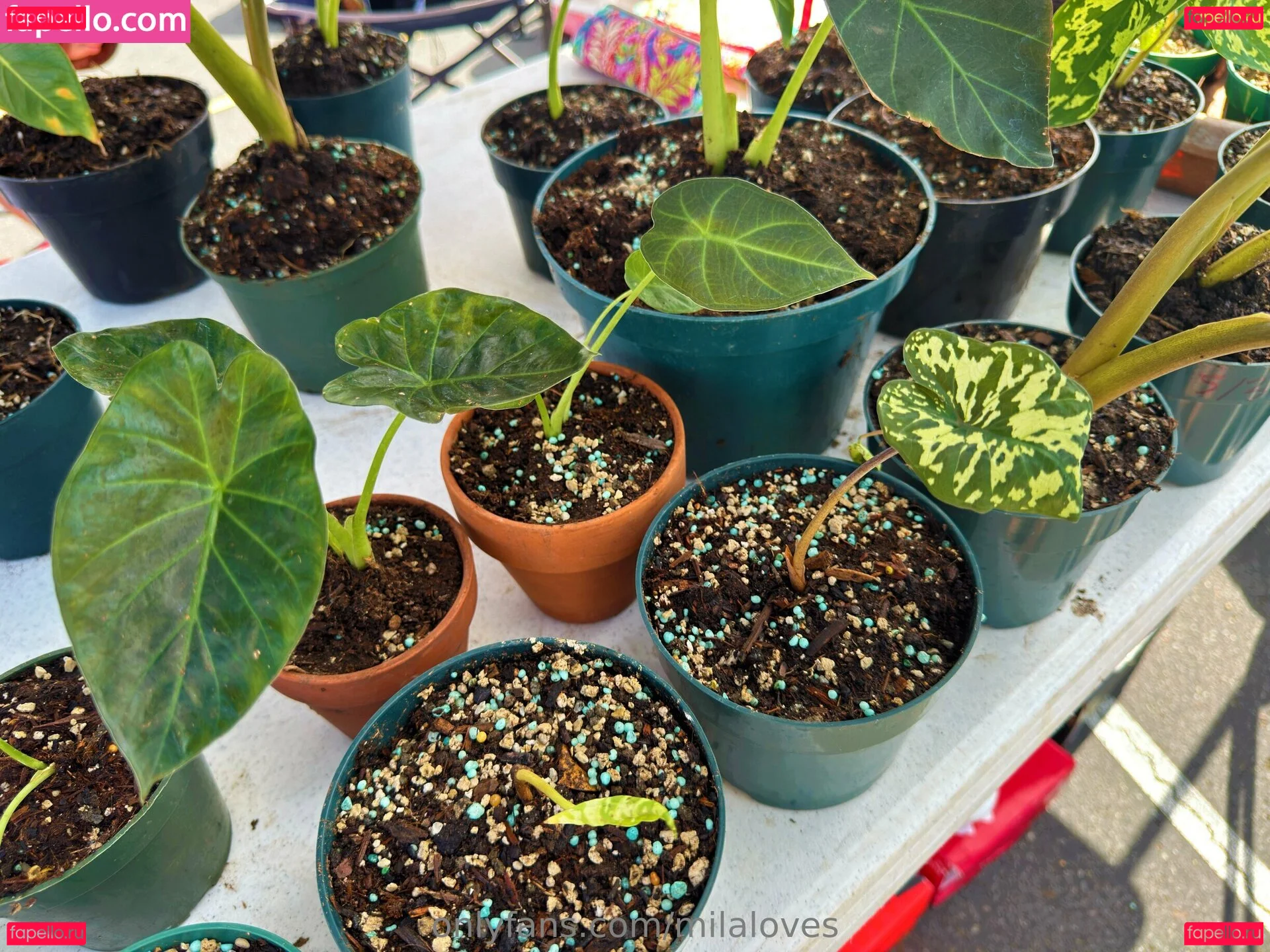 milaloves Onlyfans Photo Gallery 