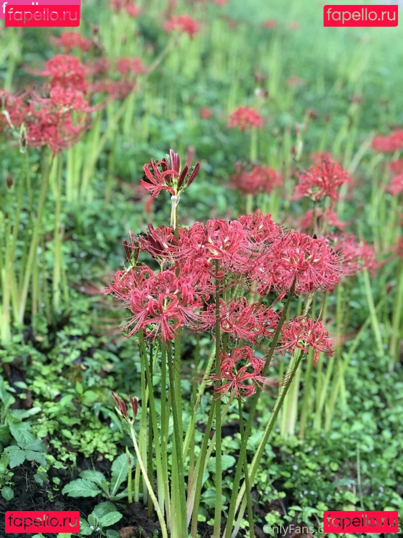 Pchan 666 Onlyfans Photo Gallery 