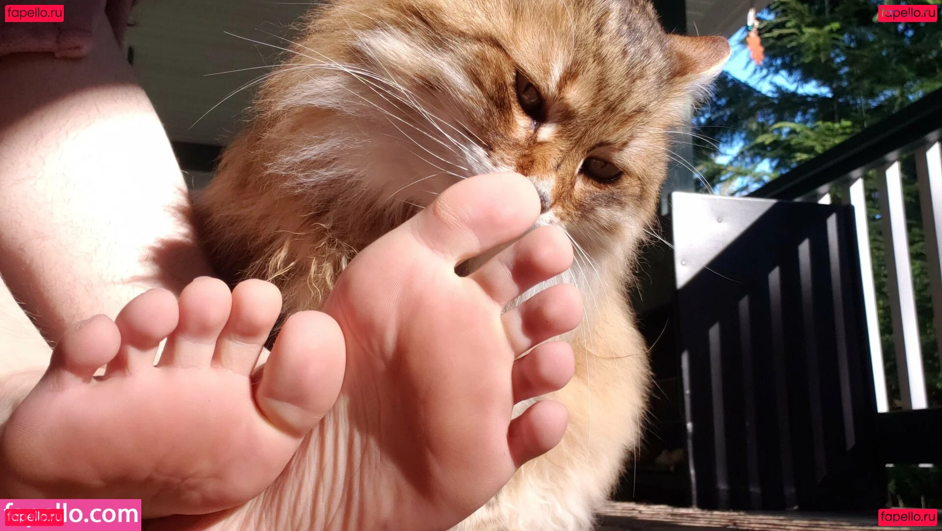 softcorekittyx Onlyfans Photo Gallery 