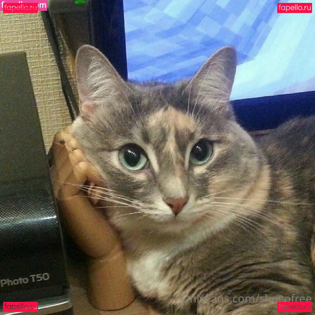 itshellotittyfree Onlyfans Photo Gallery 