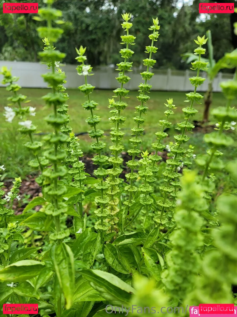 deealice Onlyfans Photo Gallery 