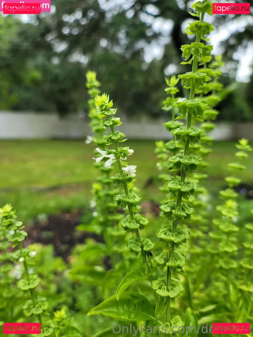 deealice Onlyfans Photo Gallery 