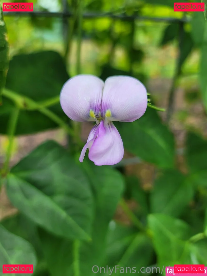 deealice Onlyfans Photo Gallery 