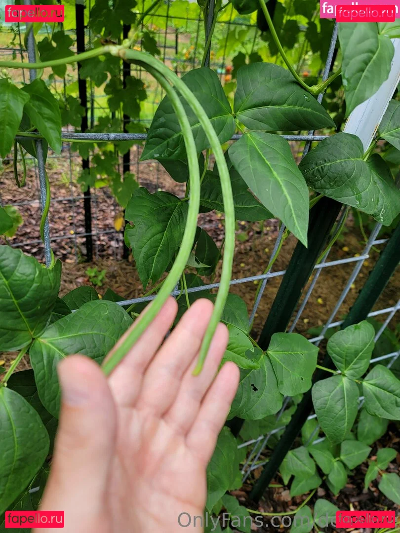 deealice Onlyfans Photo Gallery 