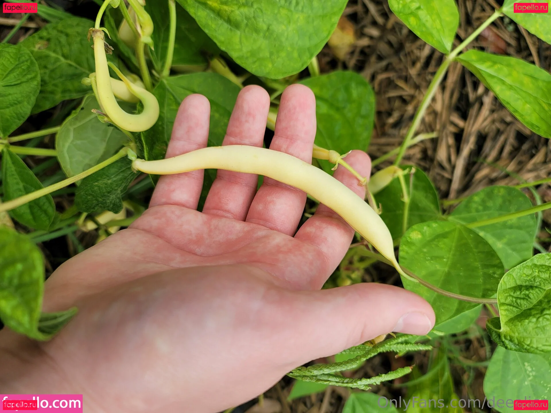 deealice Onlyfans Photo Gallery 