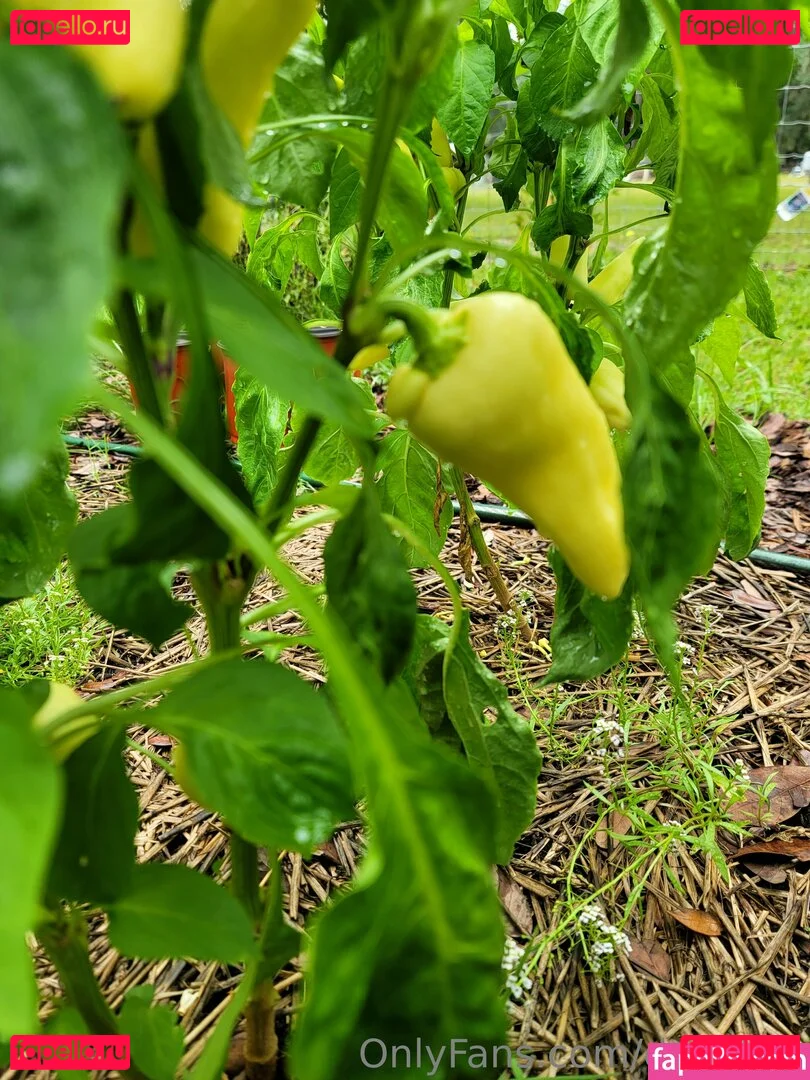 deealice Onlyfans Photo Gallery 