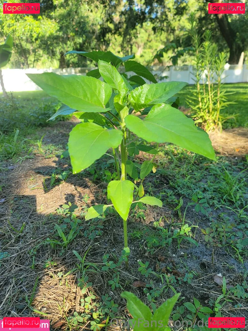 deealice Onlyfans Photo Gallery 