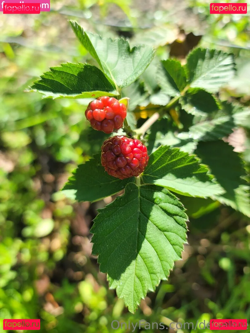 deealice Onlyfans Photo Gallery 