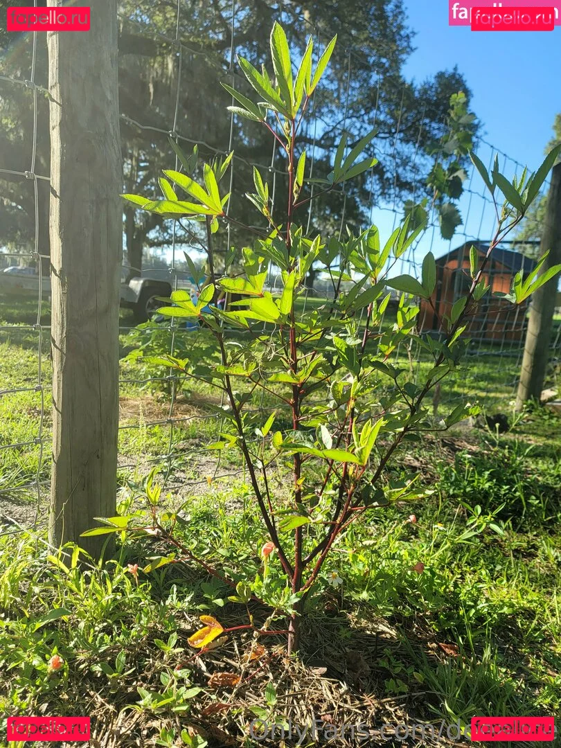 deealice Onlyfans Photo Gallery 