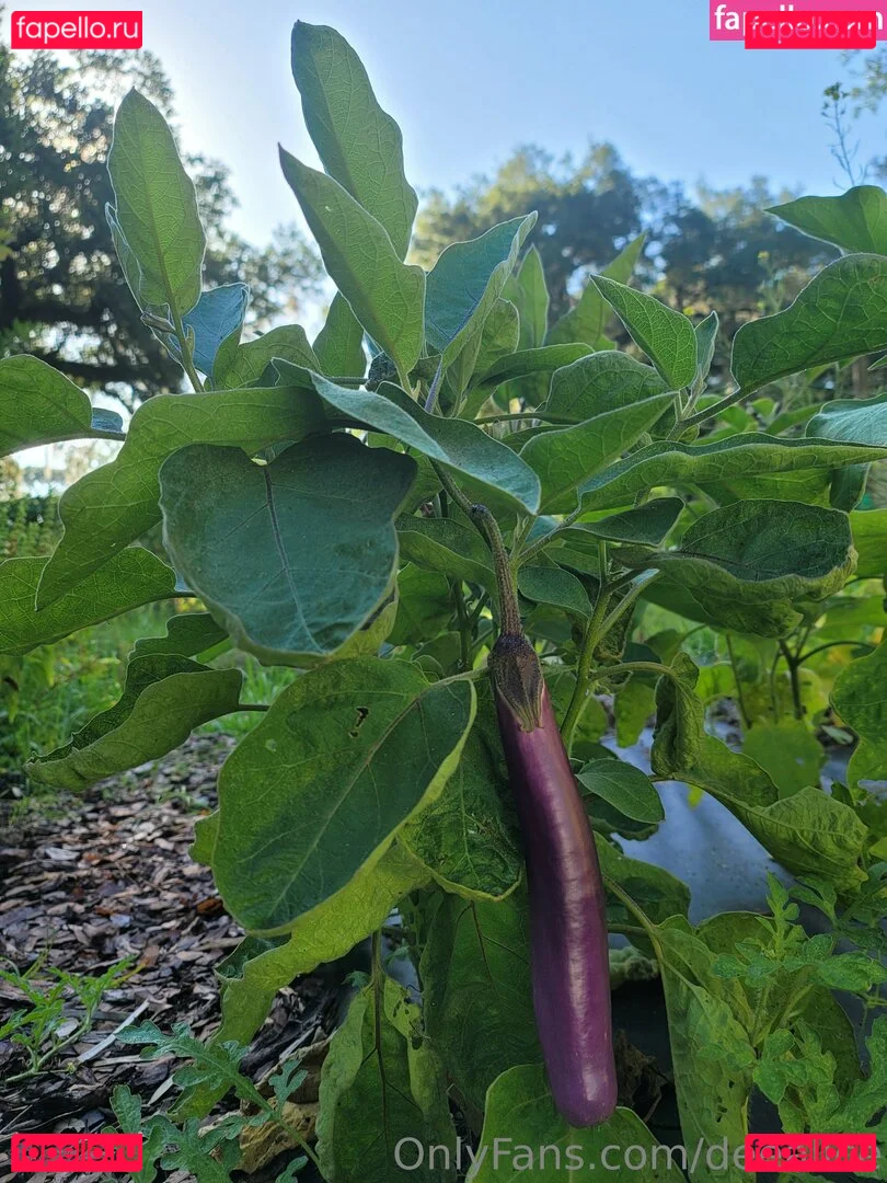 deealice Onlyfans Photo Gallery 