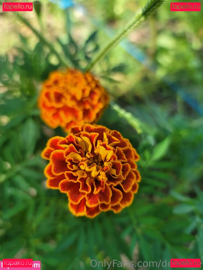 deealice Onlyfans Photo Gallery 