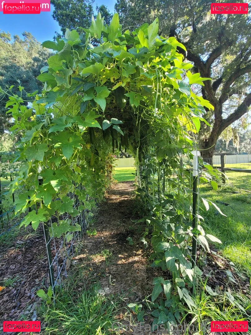 deealice Onlyfans Photo Gallery 