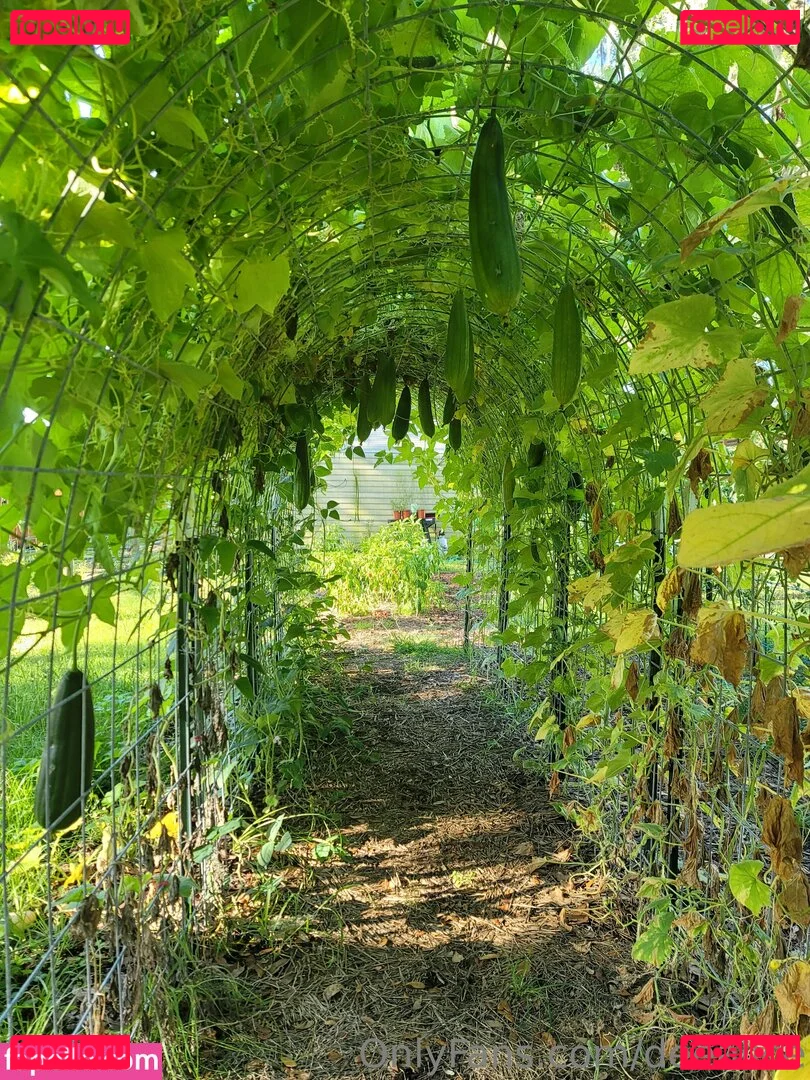 deealice Onlyfans Photo Gallery 