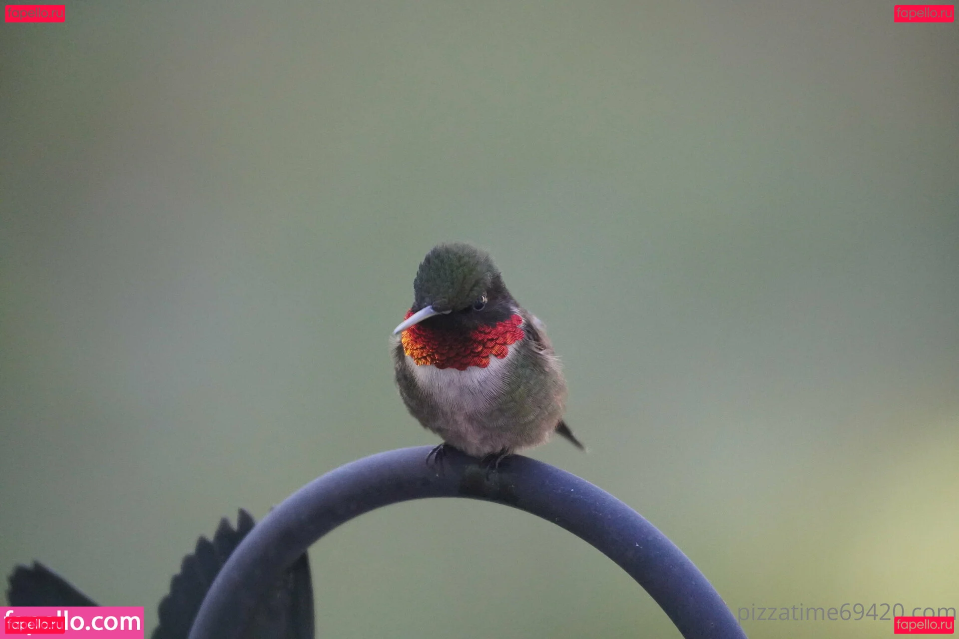 gutfuzz Onlyfans Photo Gallery 