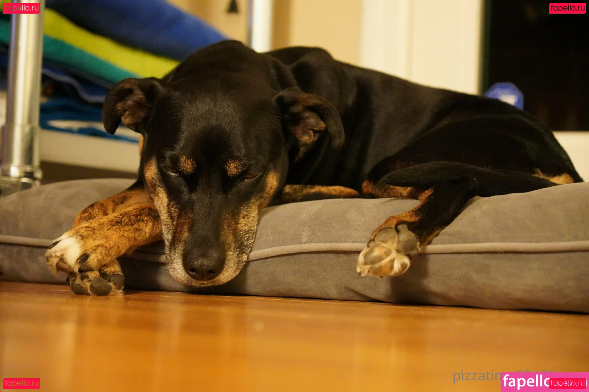 gutfuzz Onlyfans Photo Gallery 