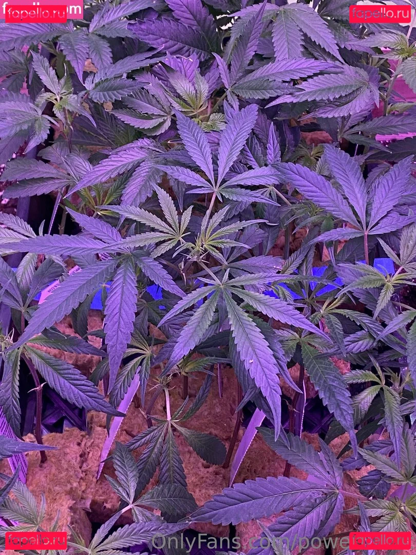 powerfulclit Onlyfans Photo Gallery 