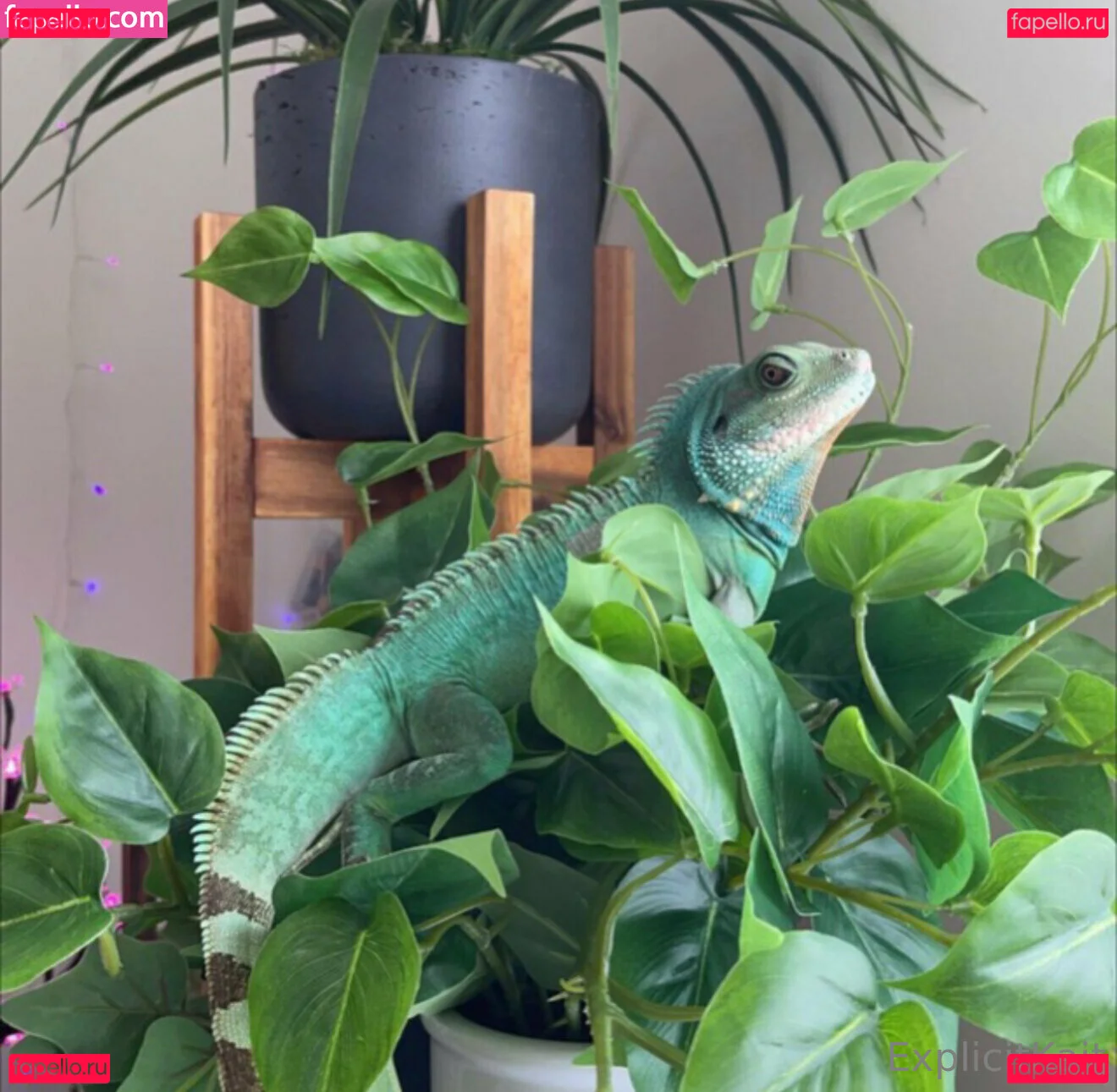 ExplicitKait Onlyfans Photo Gallery 