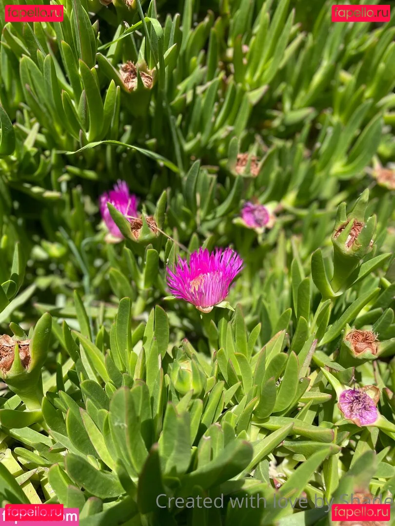 shadeofme Onlyfans Photo Gallery 