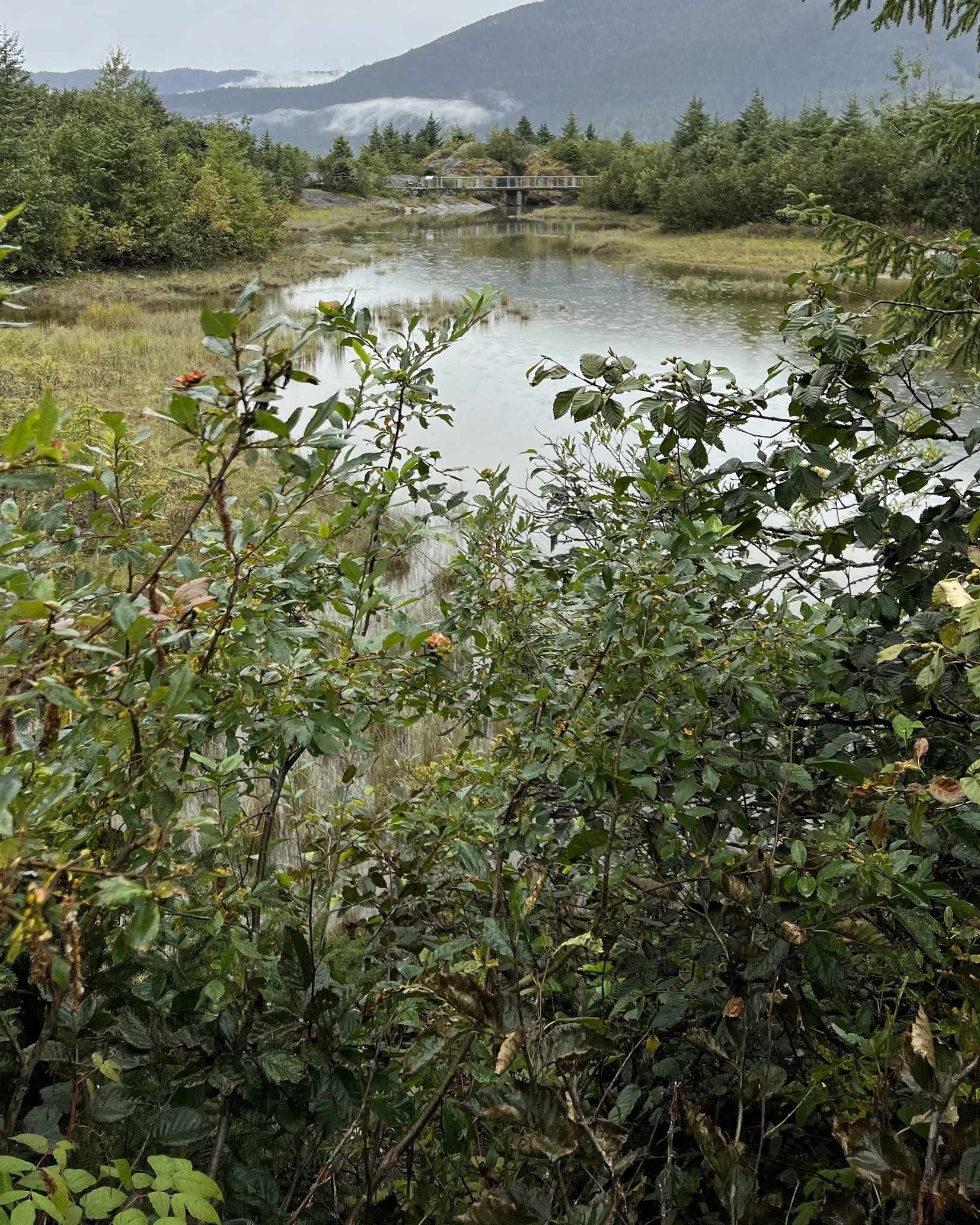 Alaska - Small Pon Lush Forested Landscape Mirrored Lake Bridge - 08-09-2025 - Vertical.jpg