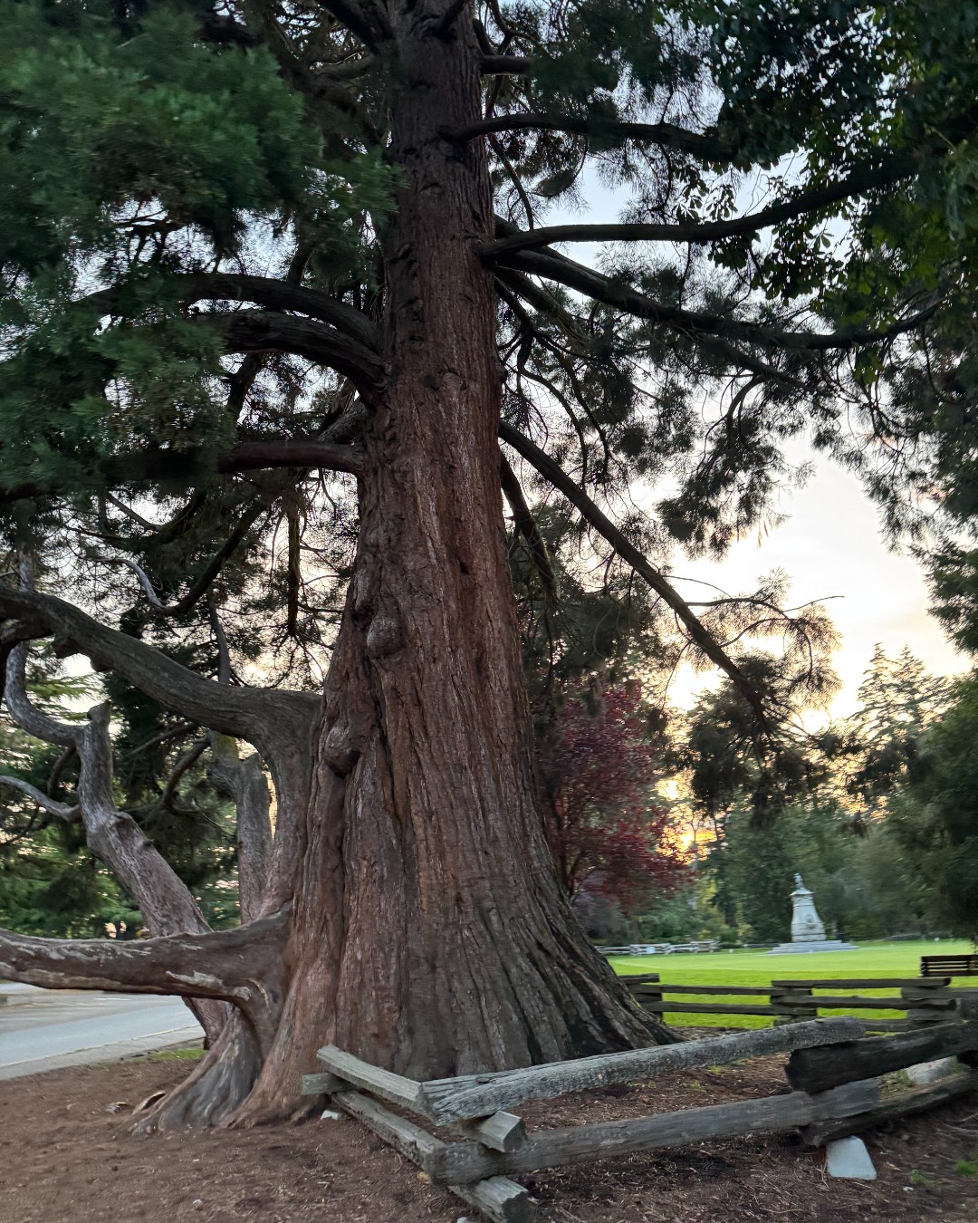 Victoria Cruise Port - Beacon Hill Park Ancient Cedar Tree - Vertical 12.jpg