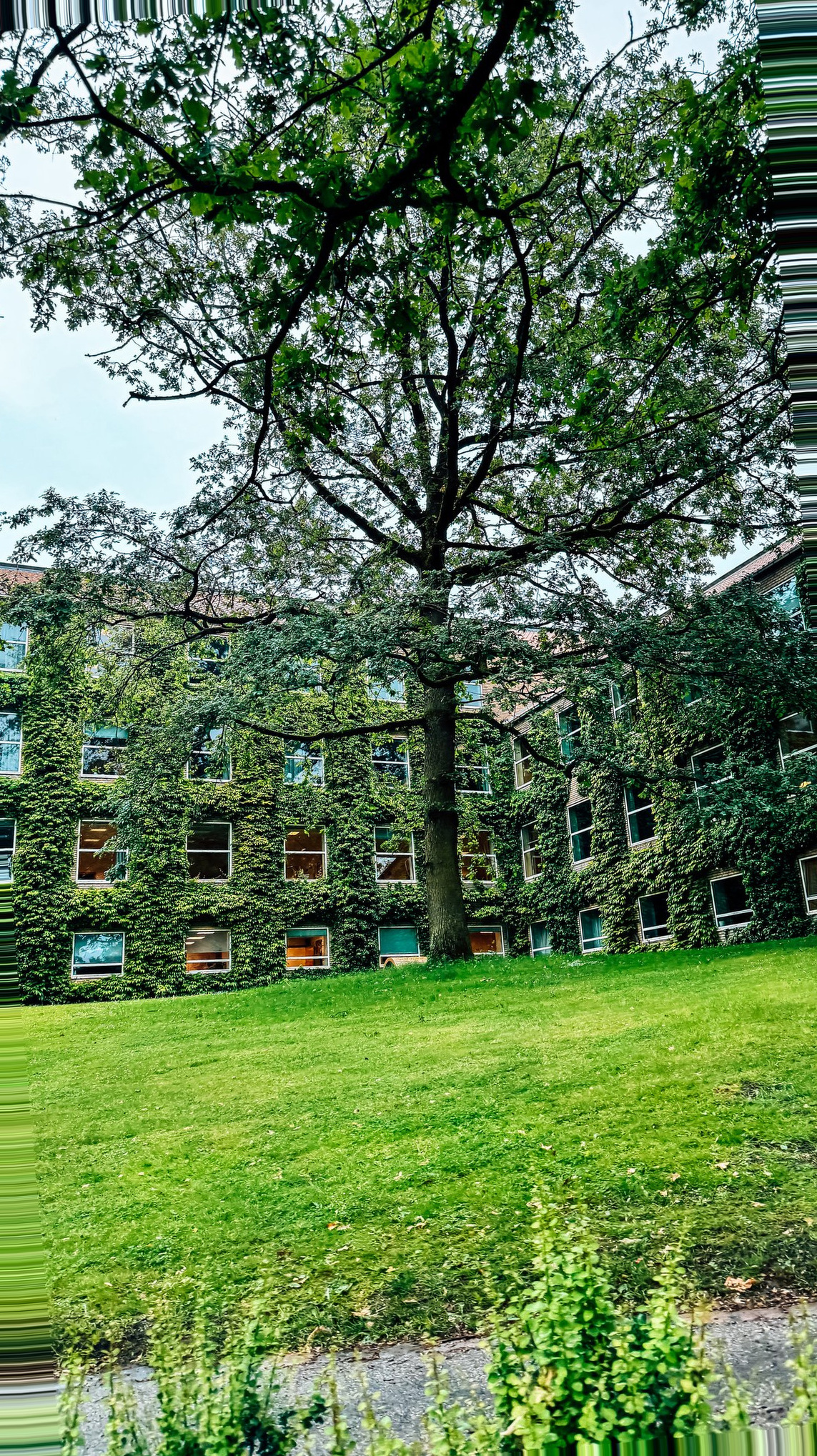 Aarhus Denmark Cruise Port - Lush Ivy-Covered Building Exterior Grassy Lawn - 05-28-2024 - Vertical.jpg