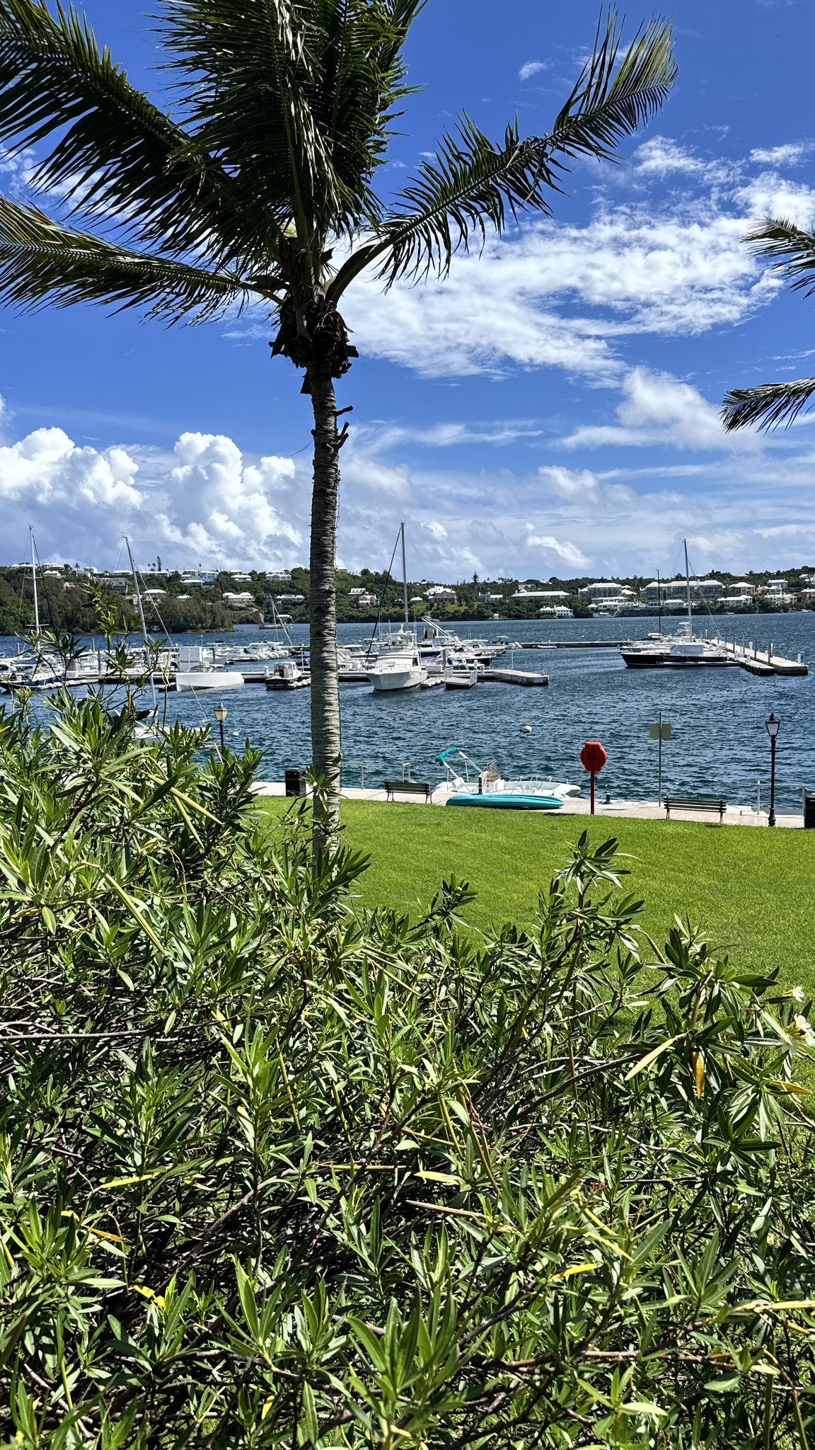 Bermuda Cruise Port - City Of Hamilton Palm Tree Marina Boats Waterfront - 09-03-2025 - Vertical.jpg