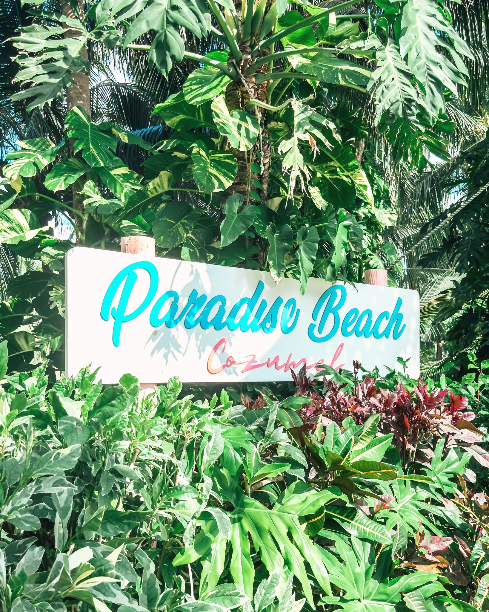 Cozumel Cruise Port - Paradise Beach Coastal Vegetation and Signage - 02-03-2025 - Vertical.jpg