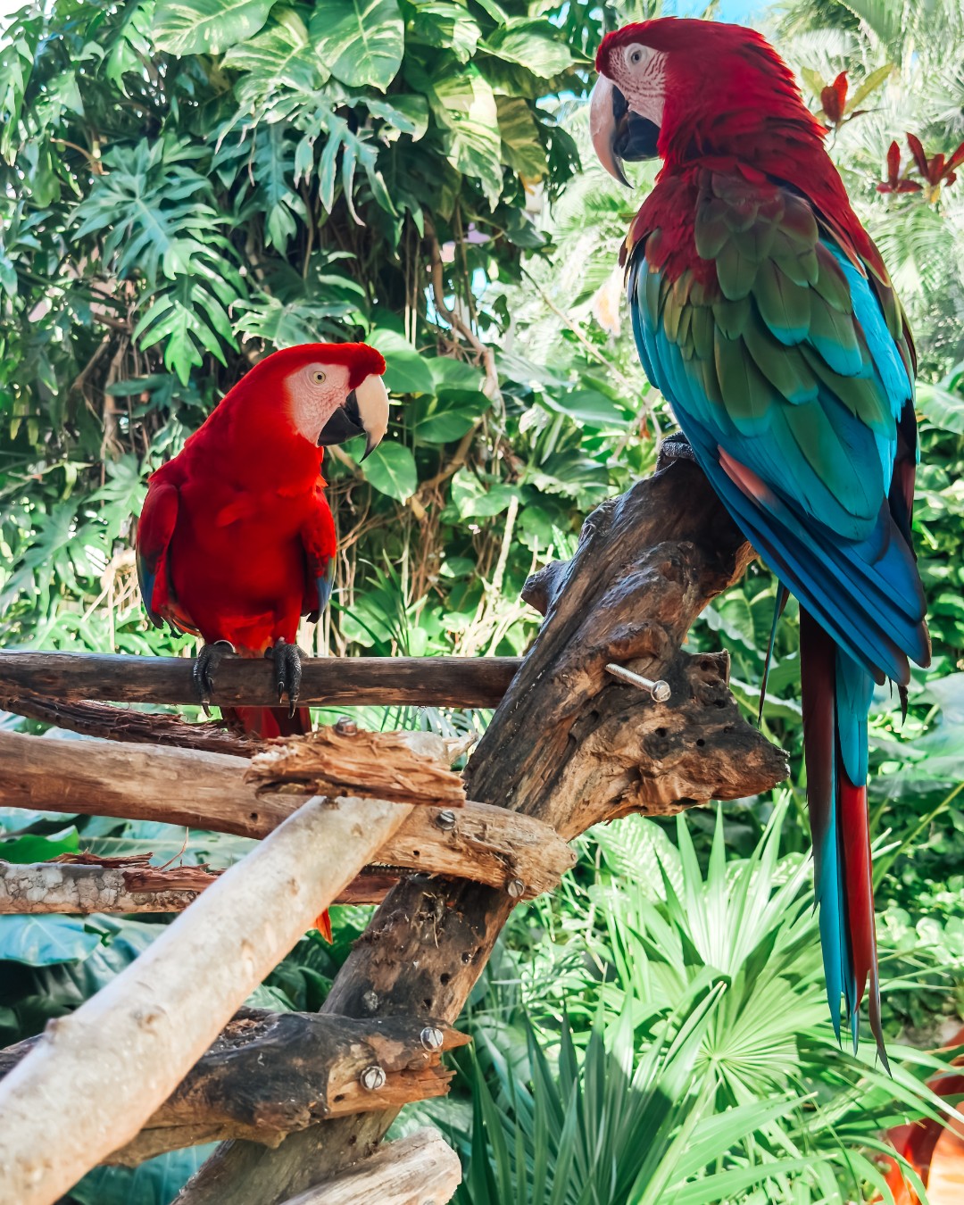 Cozumel Cruise Port - Vibrant Macaws Perched in Lush Foliage - Vertical.jpg
