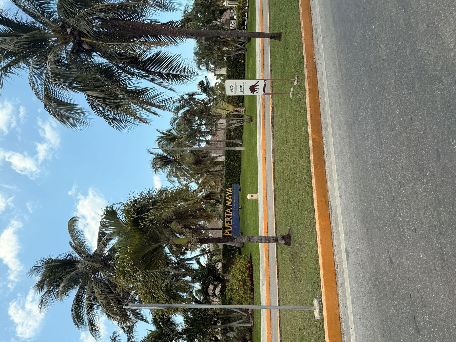 Cozumel Downtown San Miguel Mexico MSC Seascape - palm trees lining San Miguel de Cozumel with colorful street markings - 2026-04-10 - Landscape.jpg