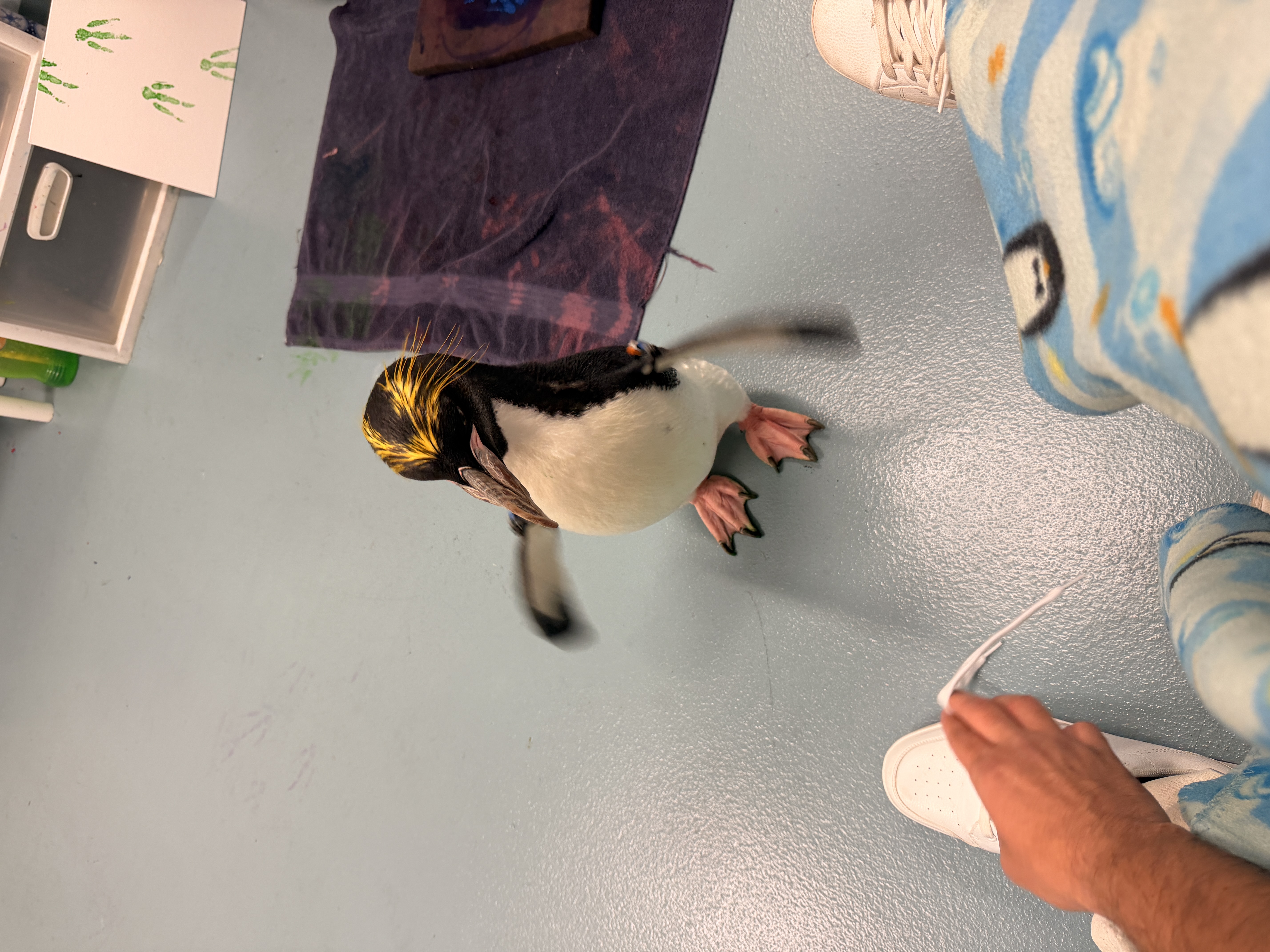 A penguin at the Moody Gardens Penguin Encounter in Galveston