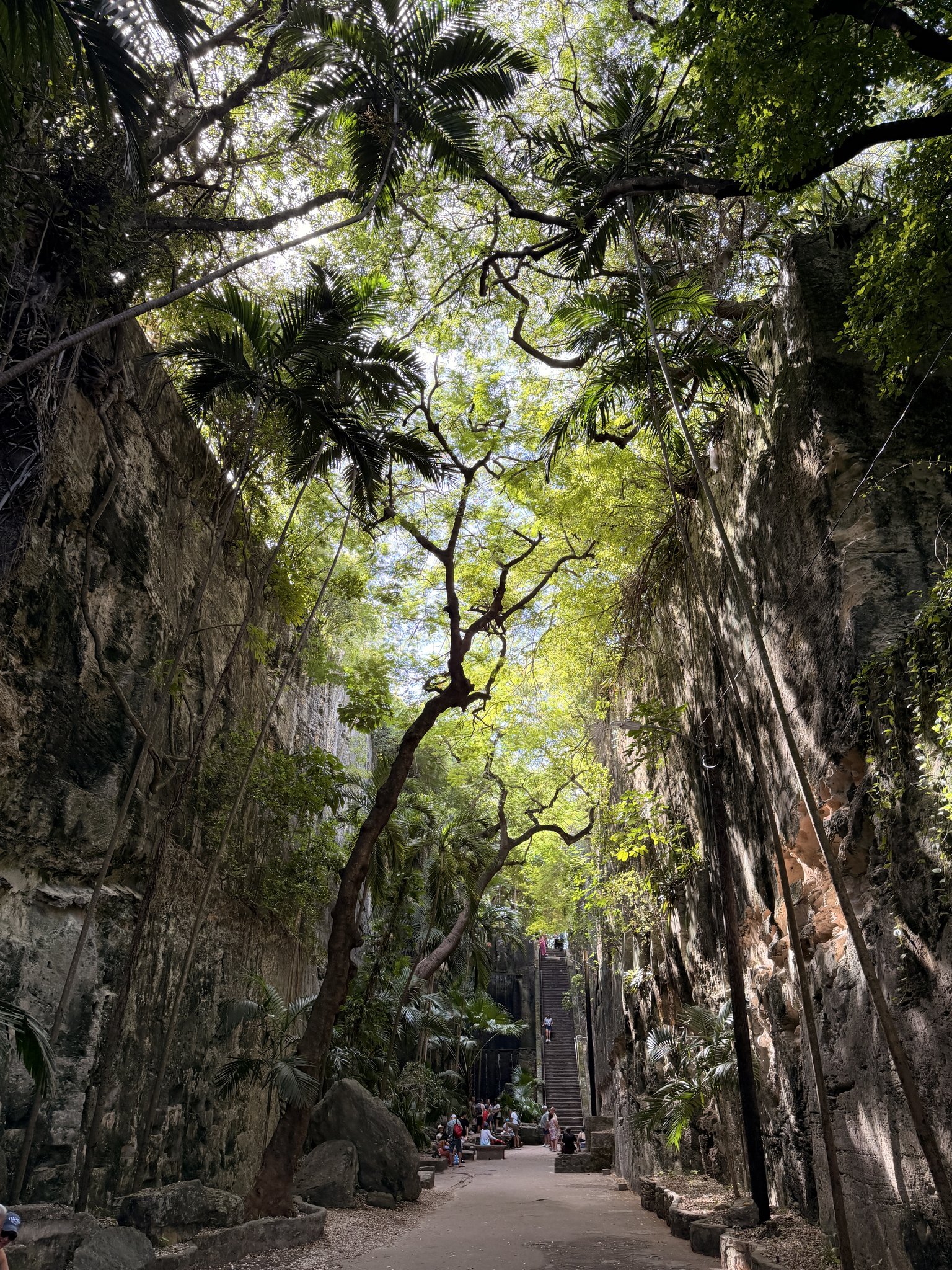 Nassau Cruise Port - A lush, verdant forest path with towering trees and - 11-06-2025 - Vertical.jpg