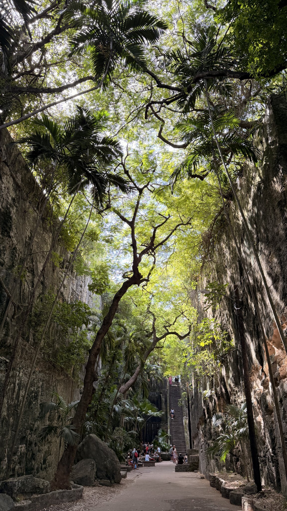Nassau Cruise Port - Atlantis - Lush and verdant walkway lined with towering trees and - 11-06-2025 - Vertical.jpg