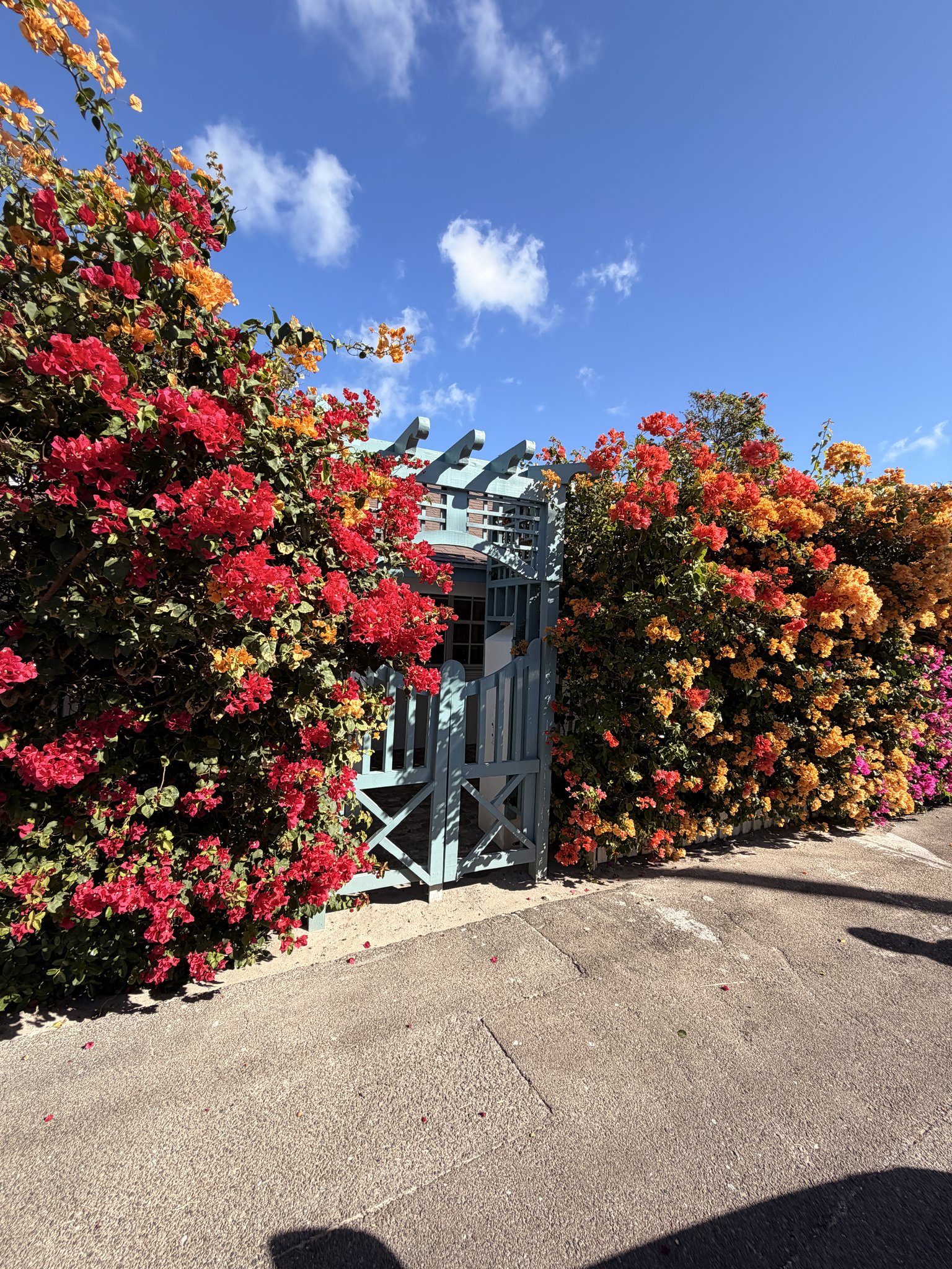 Nassau Cruise Port - Downtown Nassau - Colorful flowers adorning a stone wall - 02-05-2026 - landscape.jpg