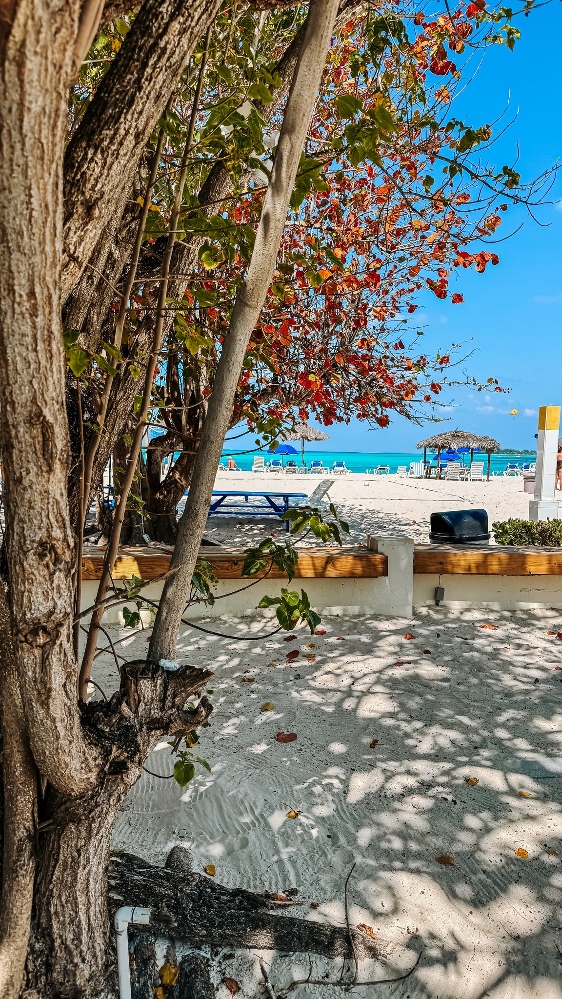Nassau Cruise Port - Junkanoo Beach - Lush tropical scenery with vibrant red flowers and a - 03-02-2025 - Vertical.jpg
