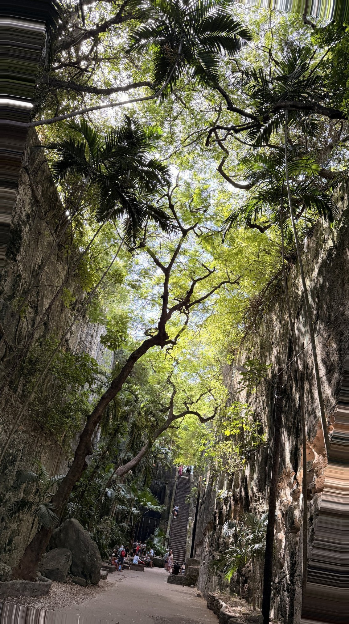 Nassau Cruise Port - Lush Tropical Path Through Towering Palms - 11-06-2025 - Vertical.jpg