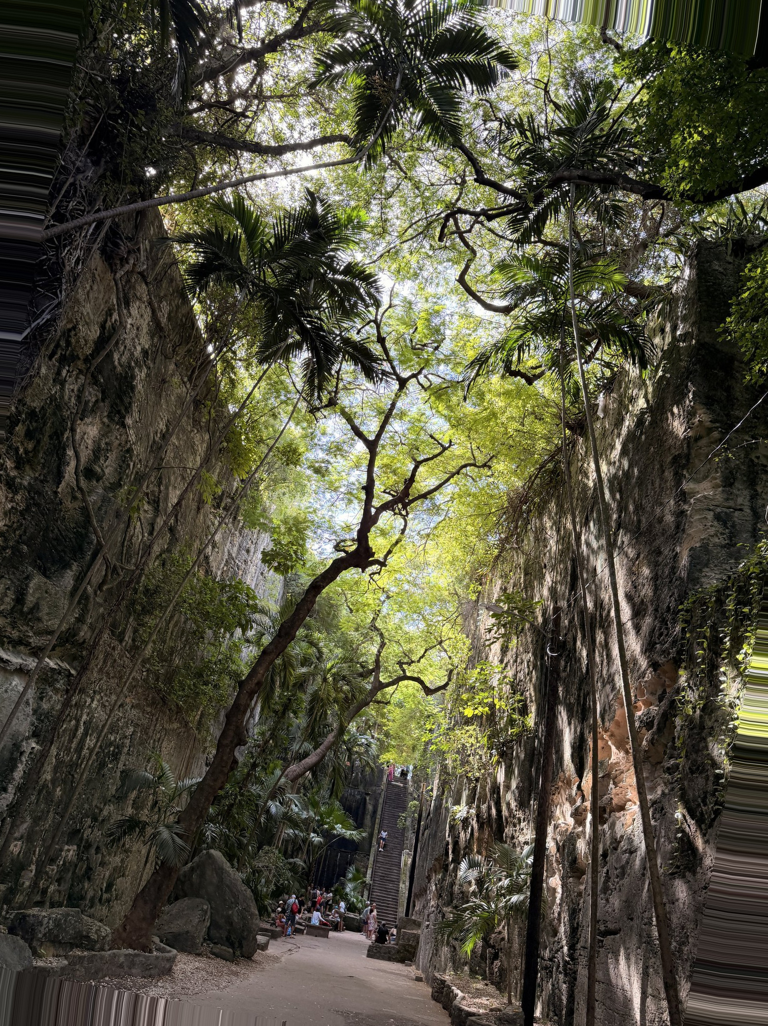 Nassau Cruise Port - Lush Tropical Path in Nassau Bahamas - 11-06-2025 - Vertical.jpg