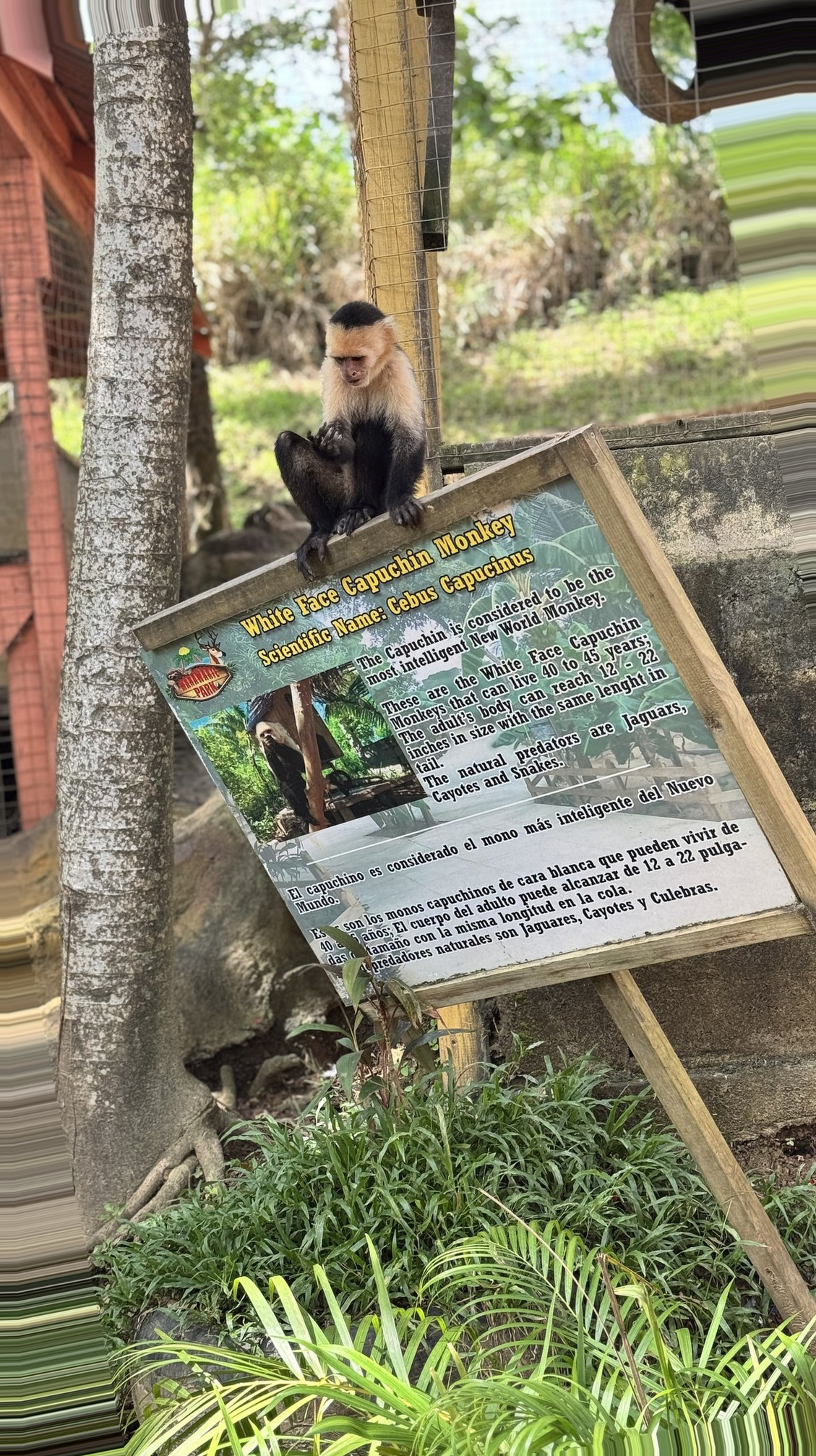 Roatan Cruise Port - Honduras Honduras White Face Capuchin Monkey Exhibit Sign - 02-05-2025 - Vertical.jpg