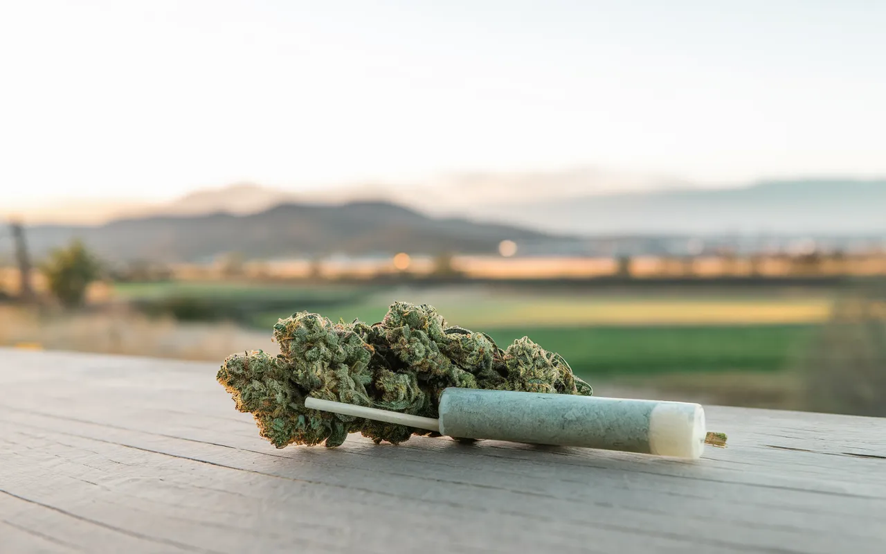 Oxnard Lights Up: Discover the Best Pre-Rolls in Town